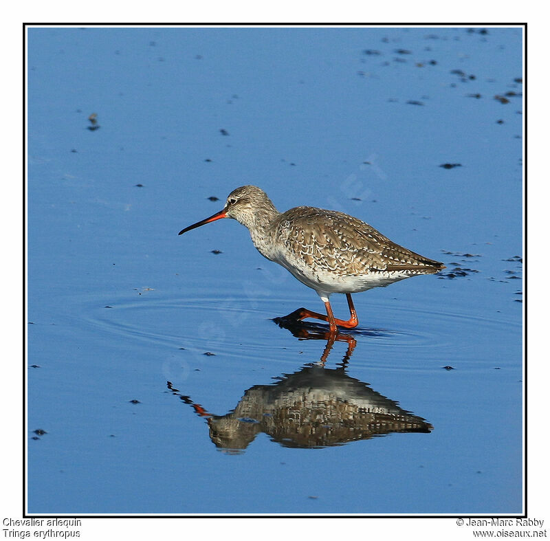 Spotted Redshank, identification