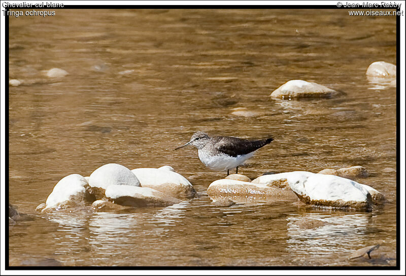 Green Sandpiper, identification