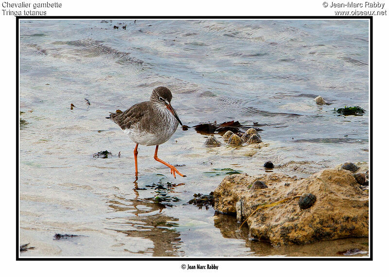 Common Redshank, identification