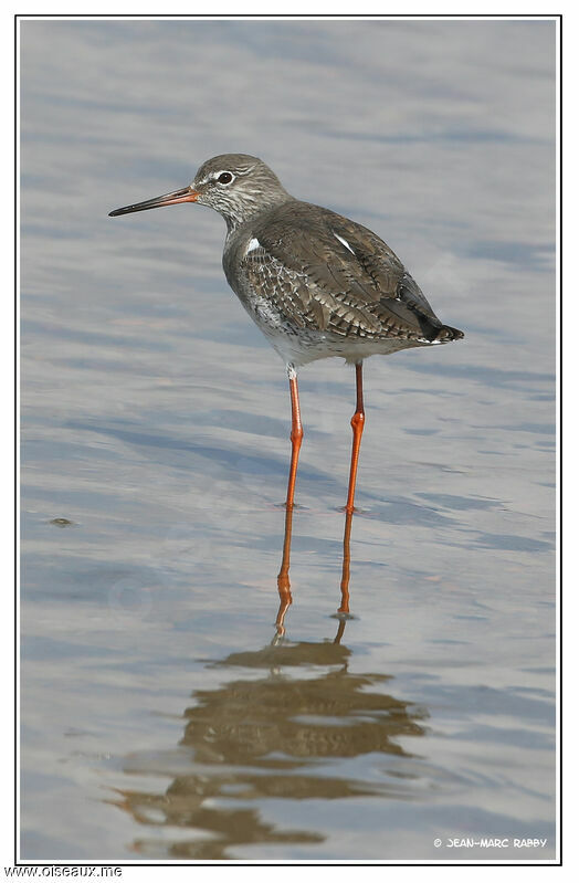 Chevalier gambette, identification