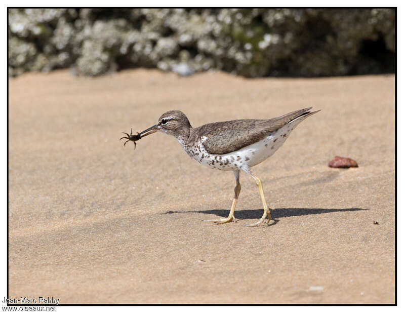 Spotted Sandpiperadult breeding, feeding habits