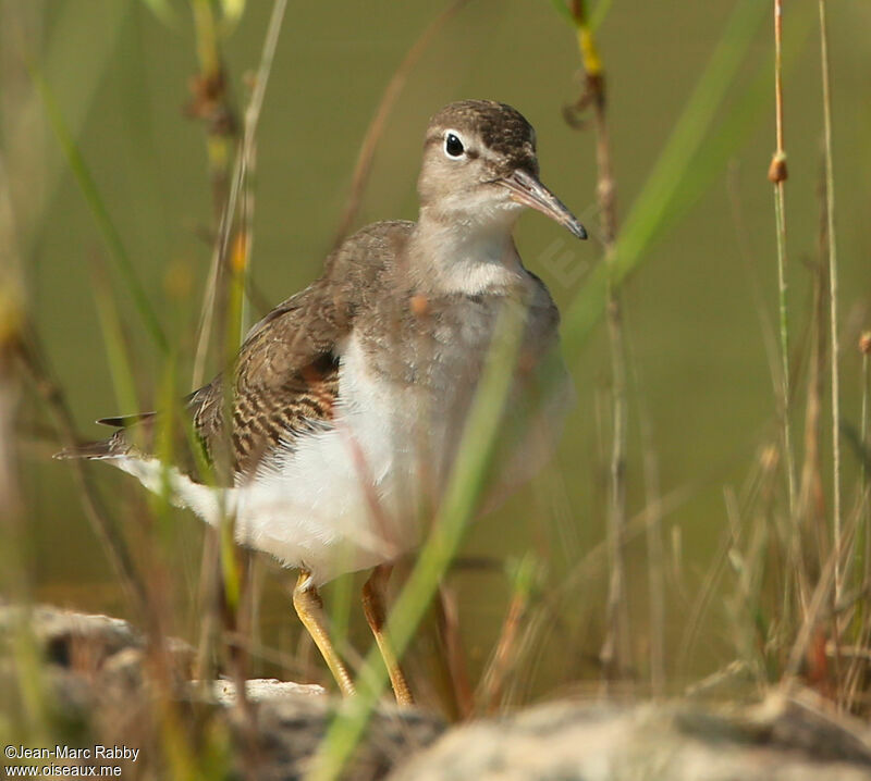 Spotted Sandpiper