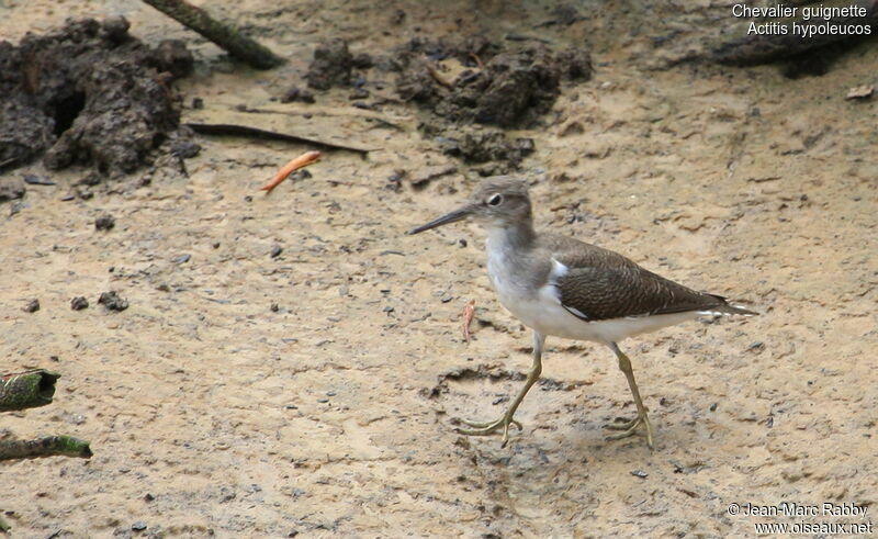 Common Sandpiper