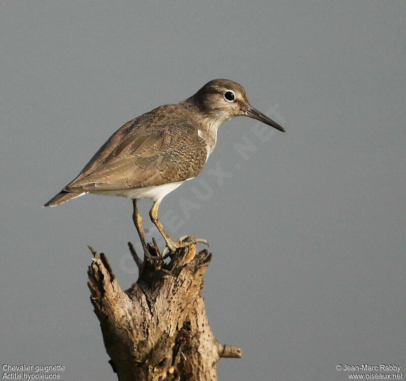 Chevalier guignette, identification