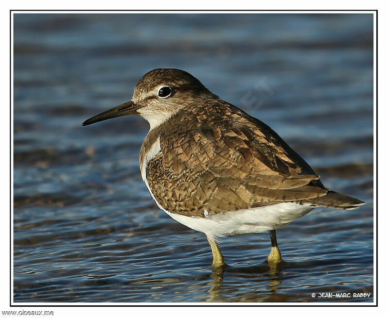 Chevalier guignette, identification