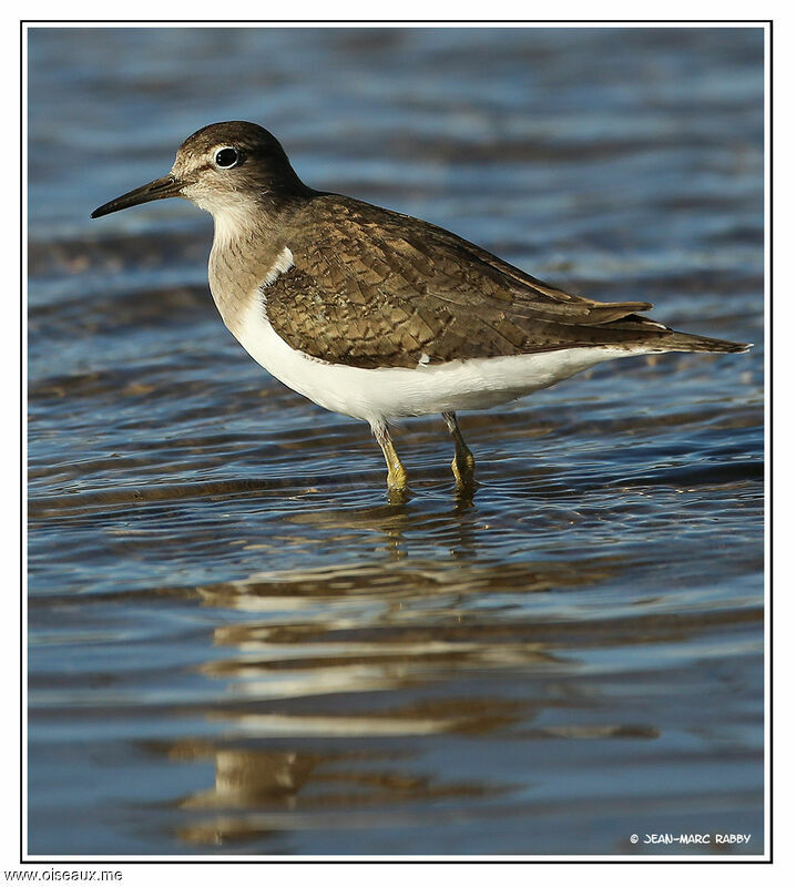 Common Sandpiper, identification