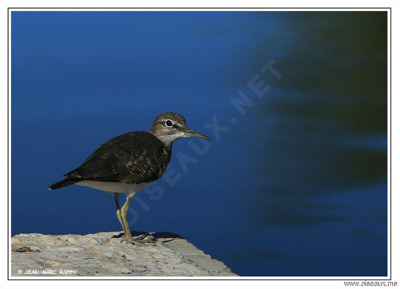 Common Sandpiper, identification