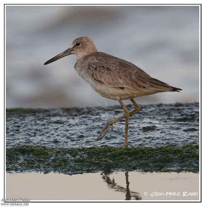 Willetadult transition, identification, moulting