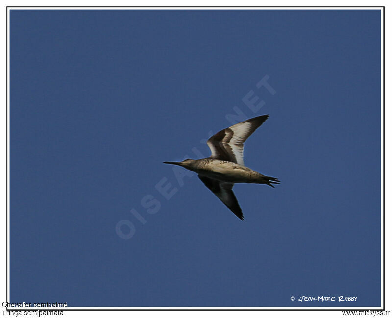 Willet, Flight