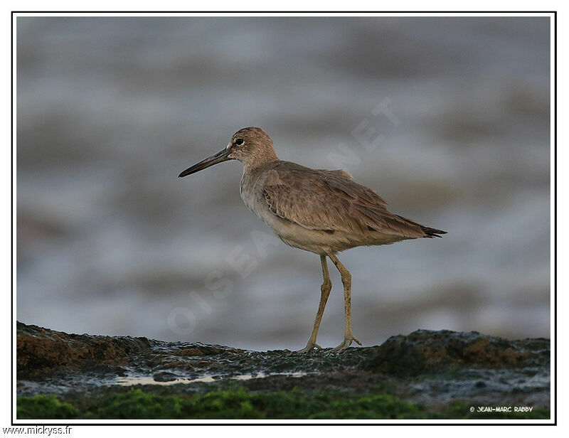 Willet, identification