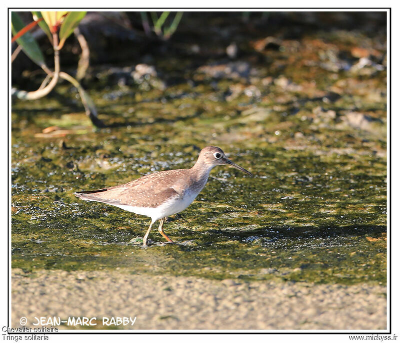 Chevalier solitaire, identification