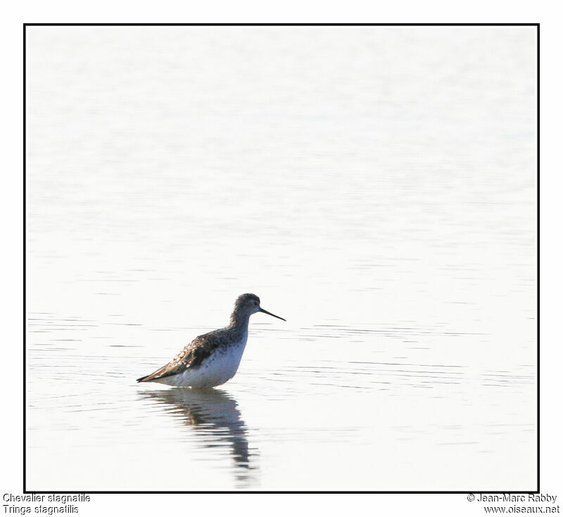 Marsh Sandpiper, identification