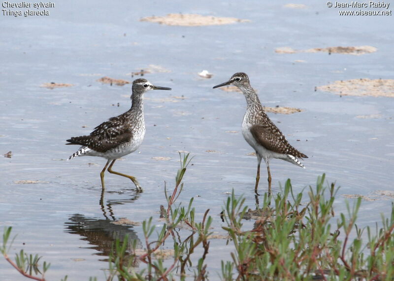 Wood Sandpiper