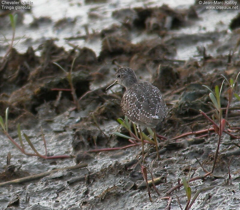 Wood Sandpiper, identification