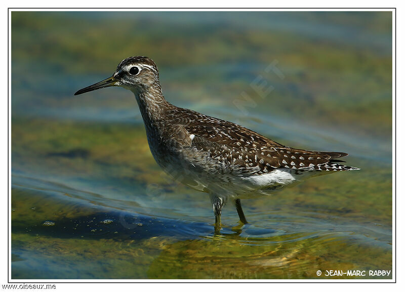 Wood Sandpiper, identification