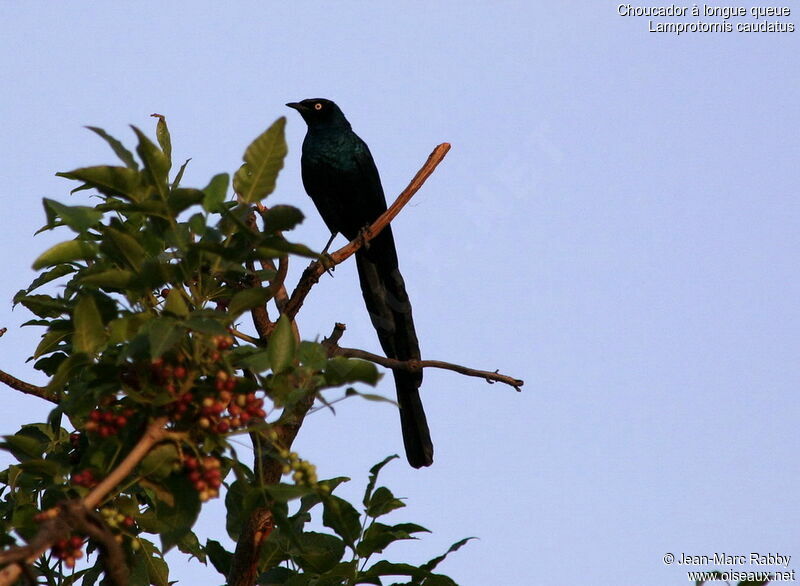 Long-tailed Glossy Starling