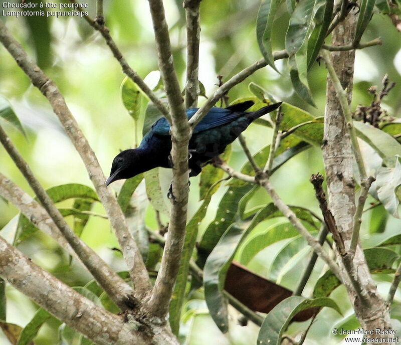 Purple-headed Starling