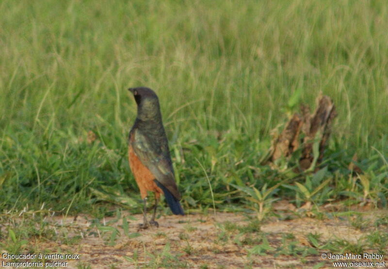 Choucador à ventre roux