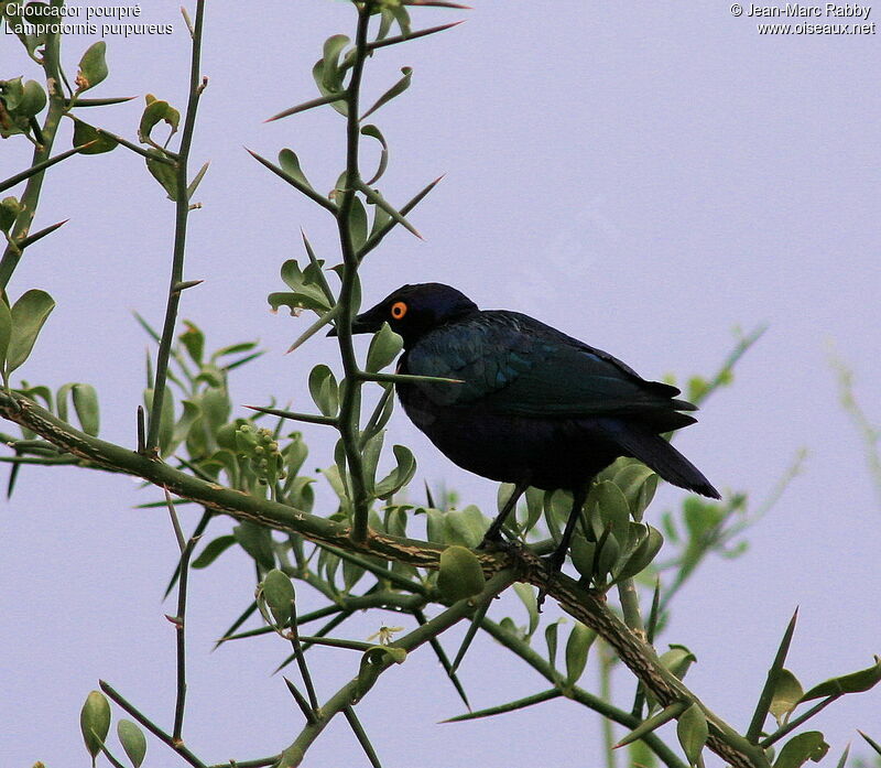 Purple Starling