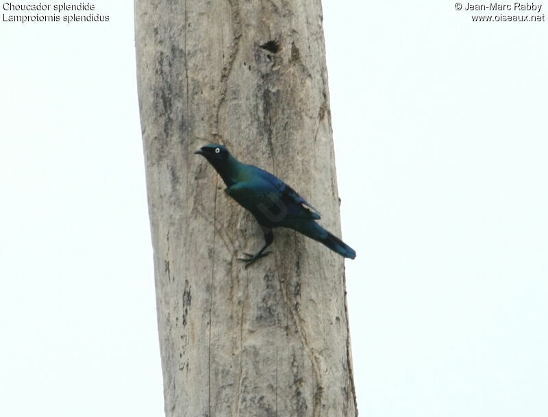 Splendid Starling