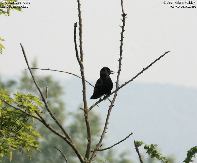 Western Jackdaw