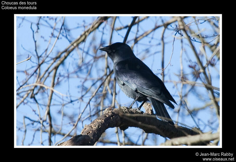 Choucas des tours, identification