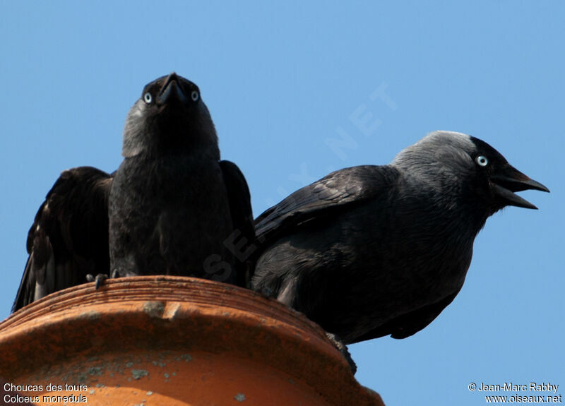 Choucas des tours, identification