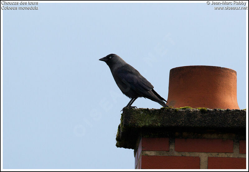 Choucas des tours, identification