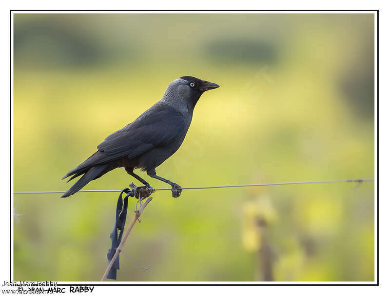 Western Jackdawadult, identification