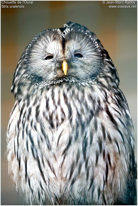 Ural Owl, identification