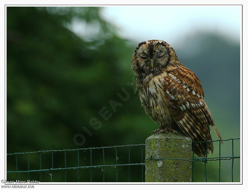 Tawny Owladult, identification