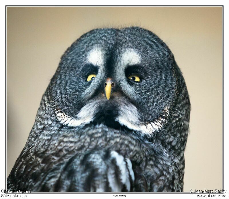 Great Grey Owl, identification