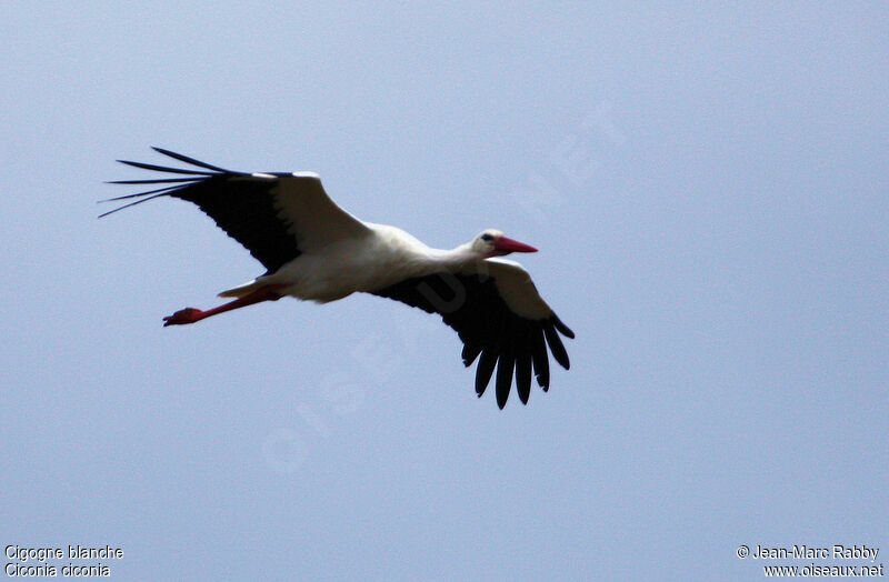 White Stork, Flight