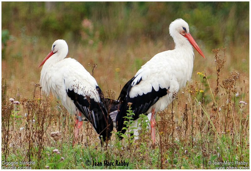 Cigogne blanche , identification