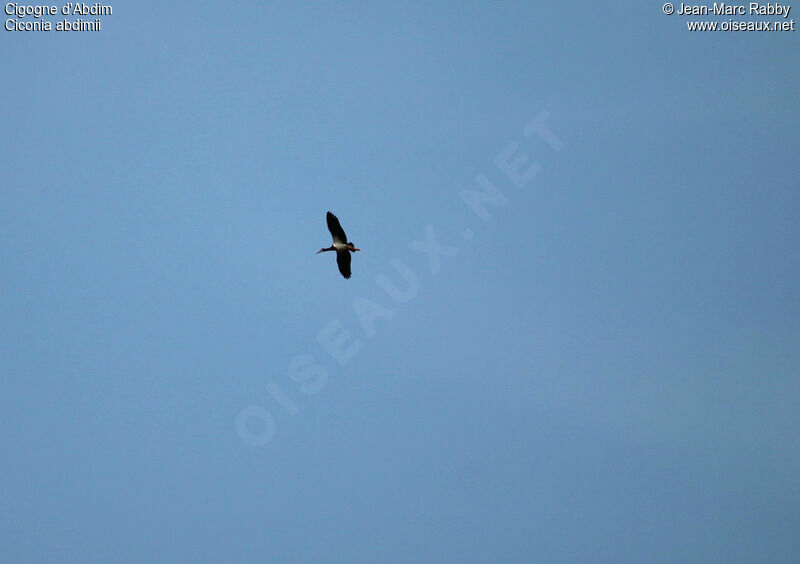 Cigogne d'Abdim, Vol