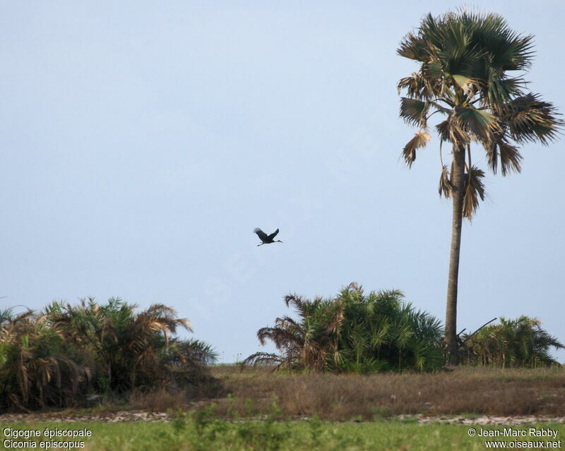 Cigogne épiscopale, Vol