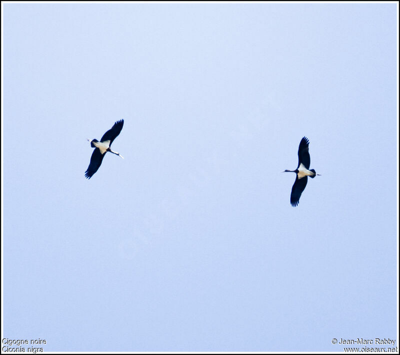 Black Stork, Flight