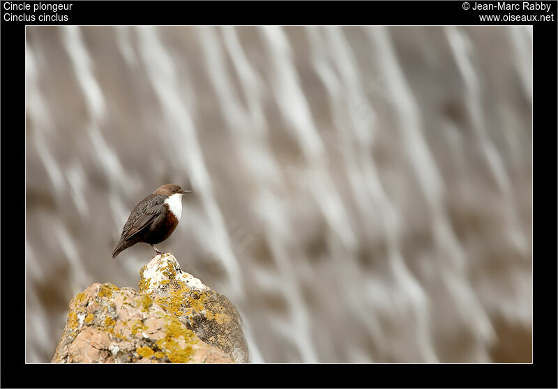 White-throated Dipper, identification