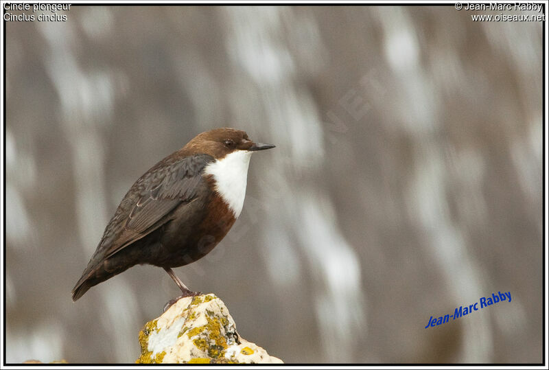 White-throated Dipper, identification