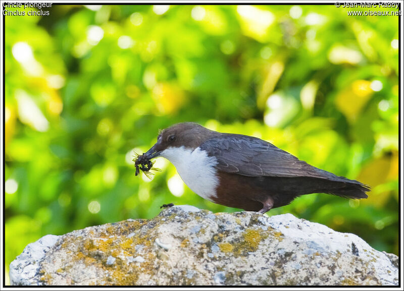 White-throated Dipper, identification