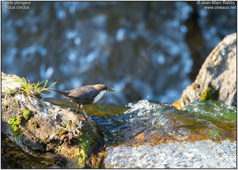 Cincle plongeur, identification