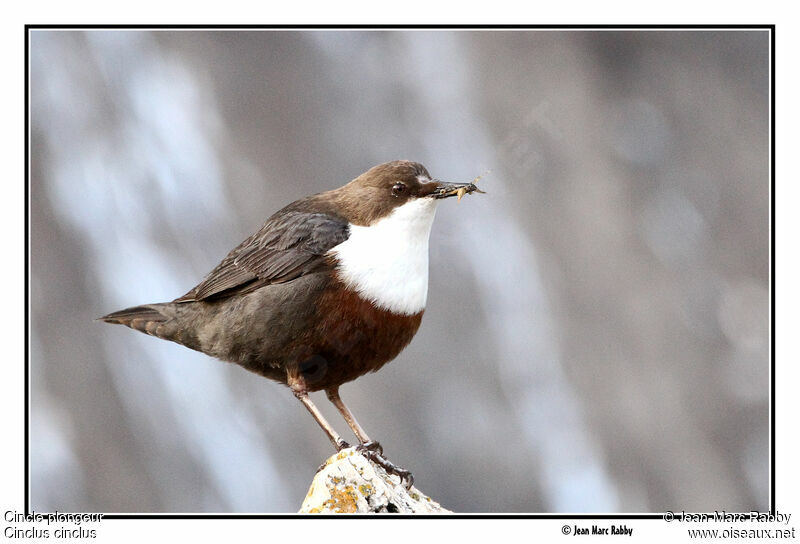 White-throated Dipper, identification