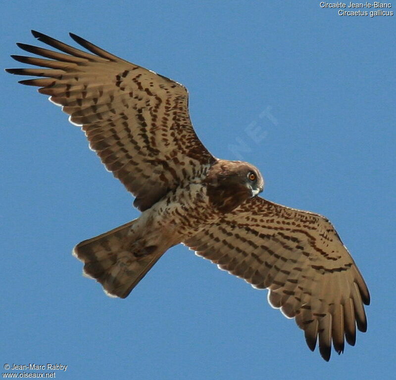 Short-toed Snake Eagle, Flight