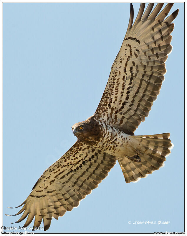 Short-toed Snake Eagle, Flight