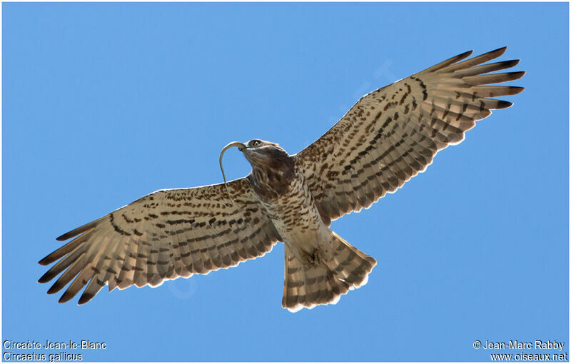 Short-toed Snake Eagle, identification, Behaviour