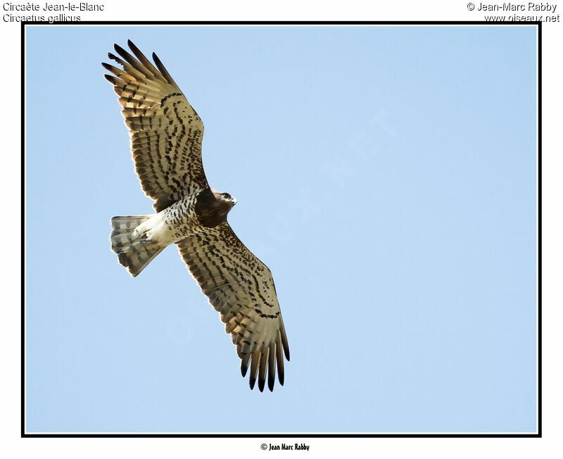 Short-toed Snake Eagle, Flight