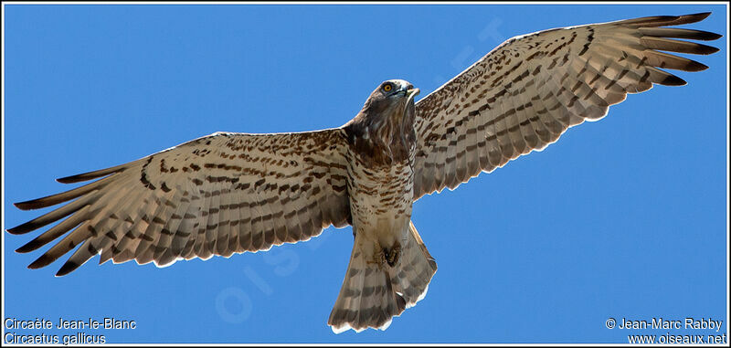 Short-toed Snake Eagle, identification, Behaviour