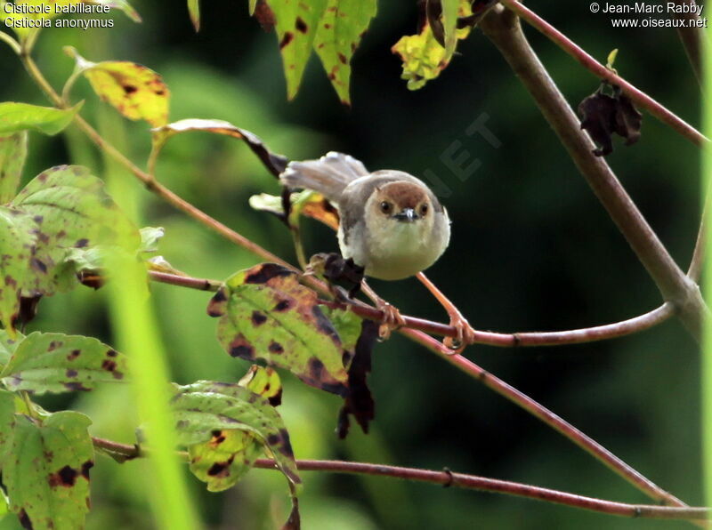 Chattering Cisticola, identification