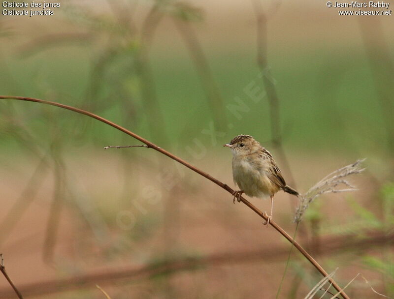 Zitting Cisticola