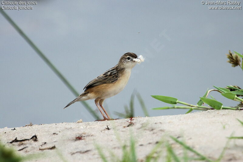 Zitting Cisticola